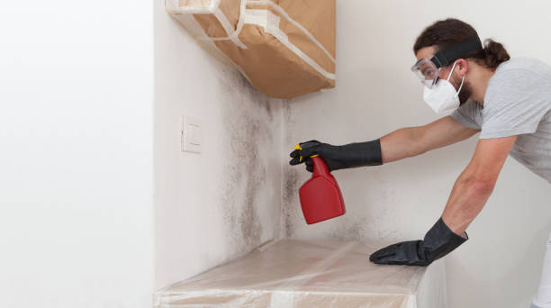 Professional Mold Cleanup technician working in West Sayville, NY